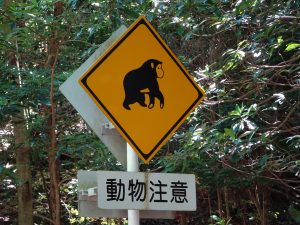 Attention traverse de singe
